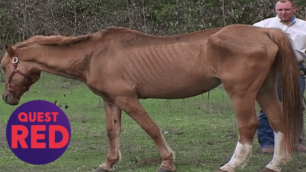 Houston SPCA Rescues 5 Emaciated Horses! | Animal Cops Houston
