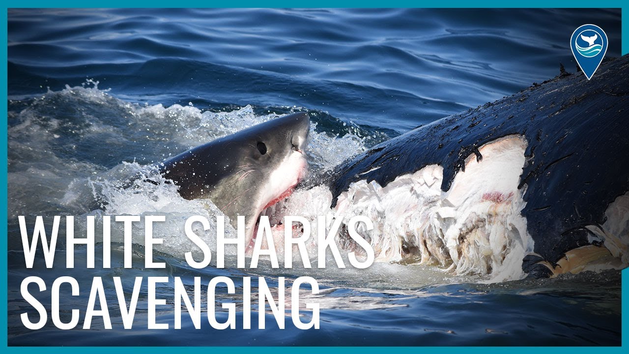White Sharks Scavenging in Stellwagen Bank National Marine Sanctuary
