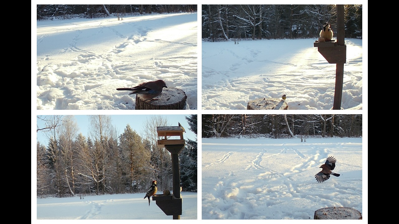 Birds at a countryside feeder (January 2026)