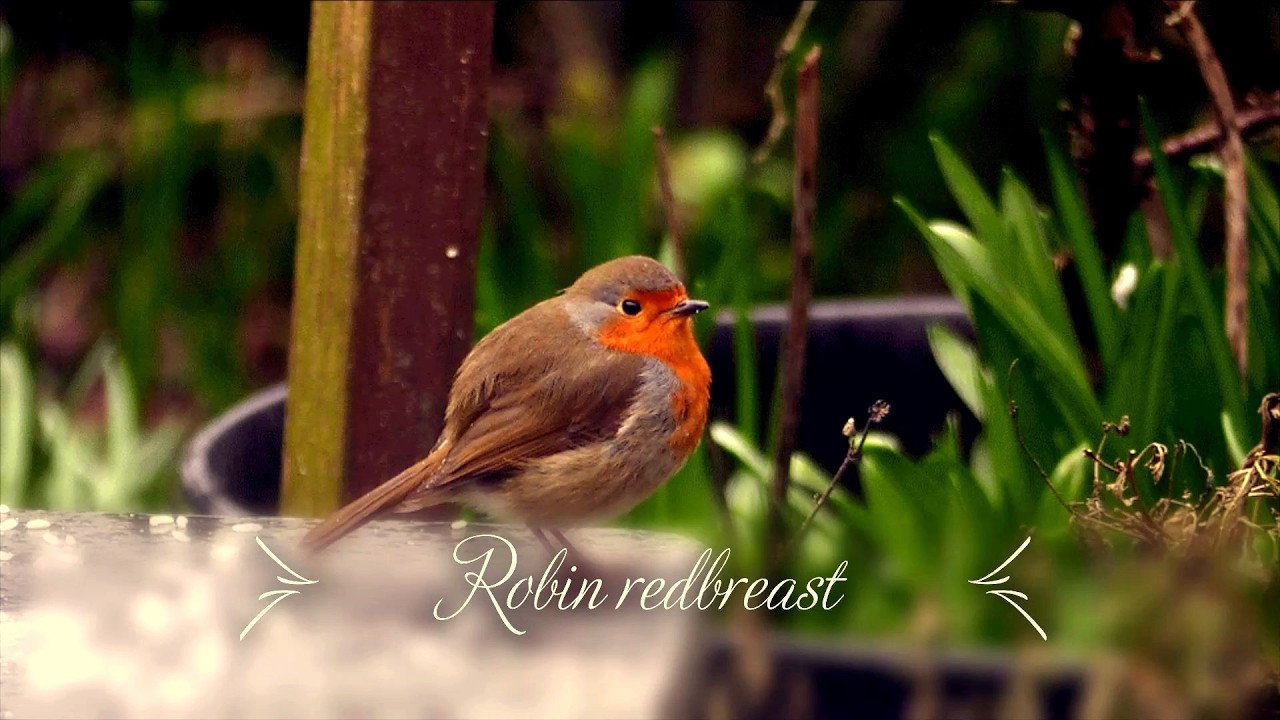 Robin redbreast