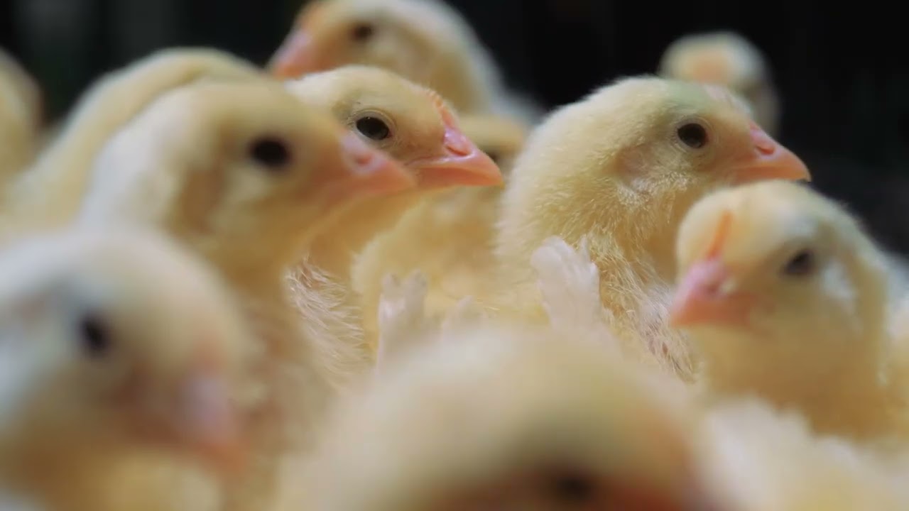 Boehringer Ingelheim Poultry Training: Best Practices for Drinking Water Vaccination