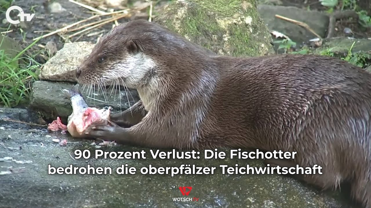 90 Prozent Verlust: Die Fischotter bedrohen die oberpf&auml;lzer Teichwirtschaft