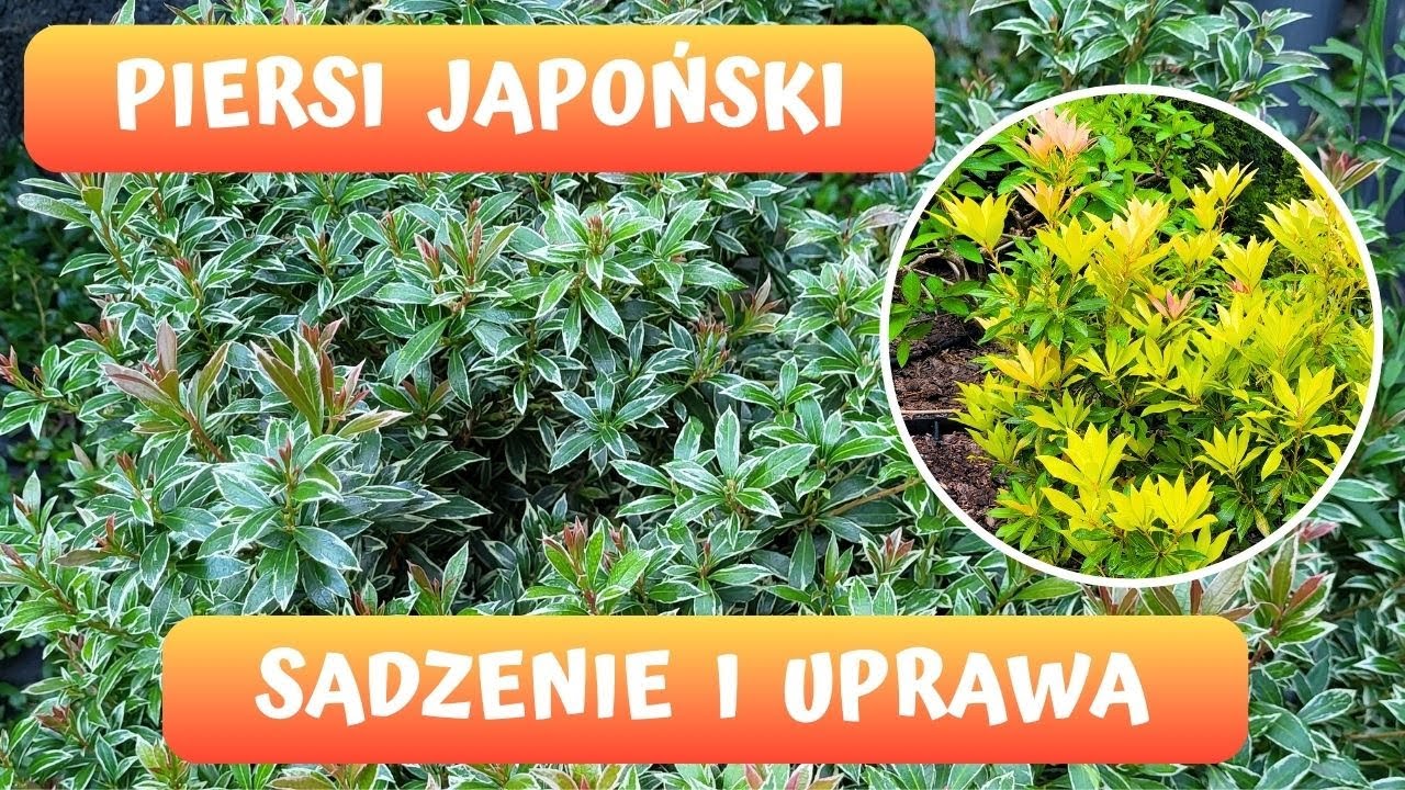 Jak sadzić i pielęgnować Pieris japoński? Warunki uprawy roślin wrzosowatych.