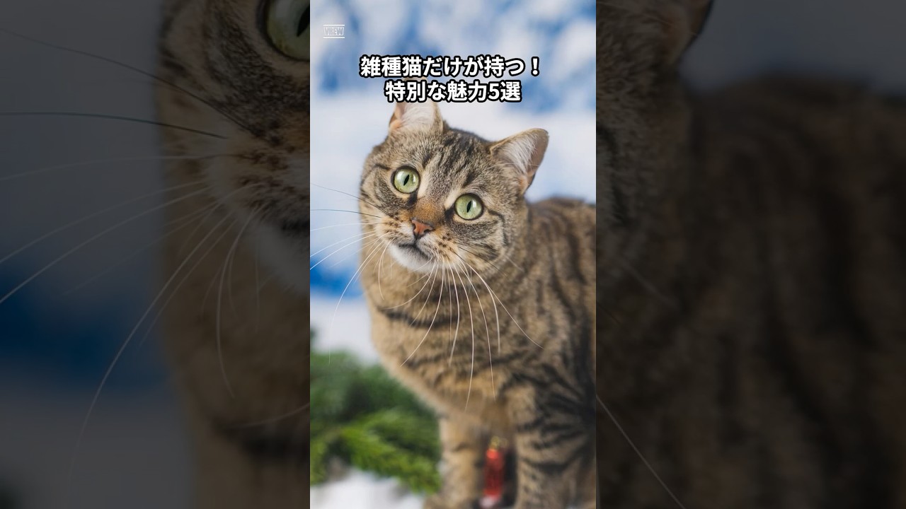 意外と知らない雑種猫だけが持つ特別な魅力🐈