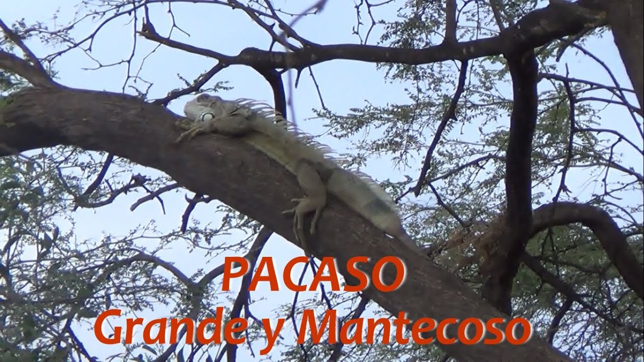 PACASO GRANDE Y MANTECOSO