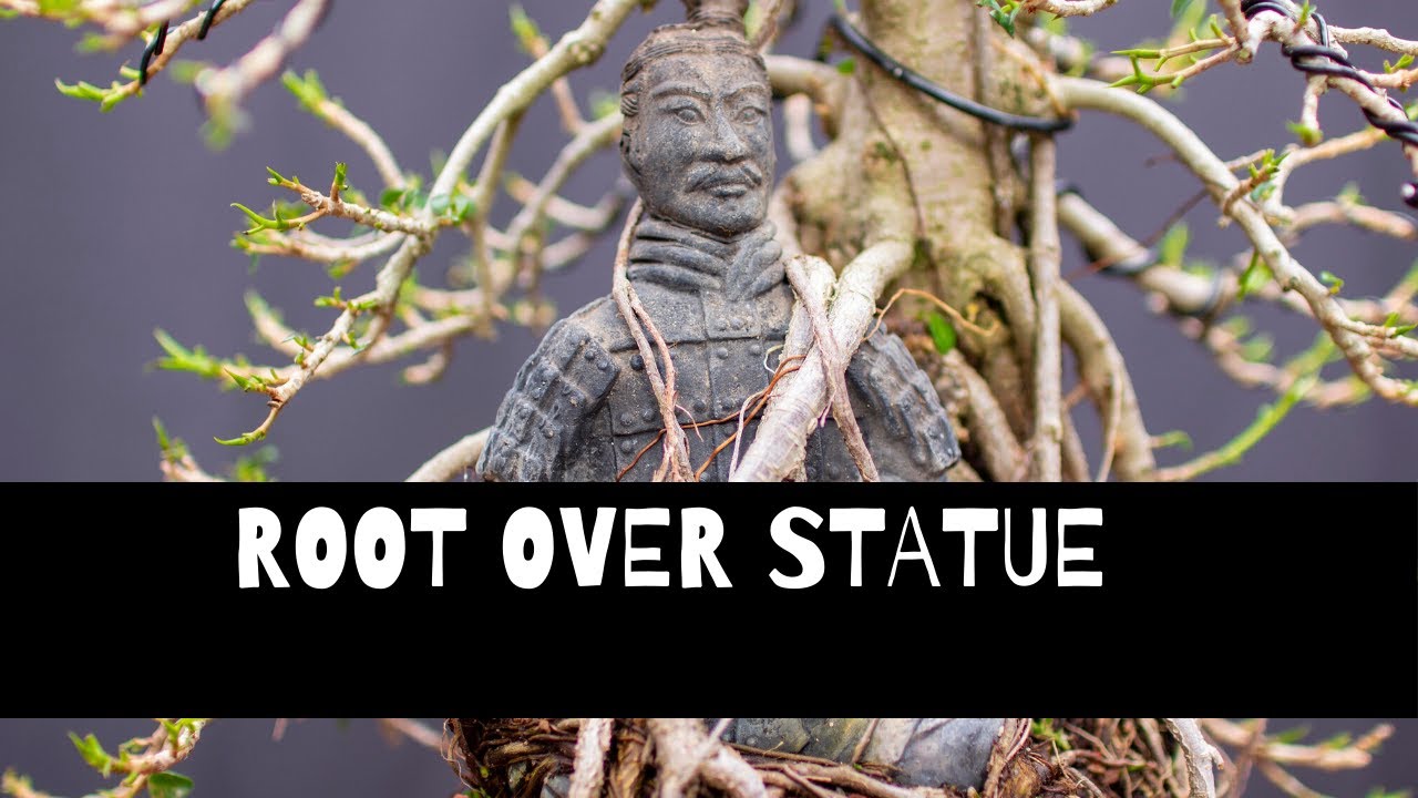 How to create a Root Over Statue Bonsai: Tutorial (The Bonsai Supply)