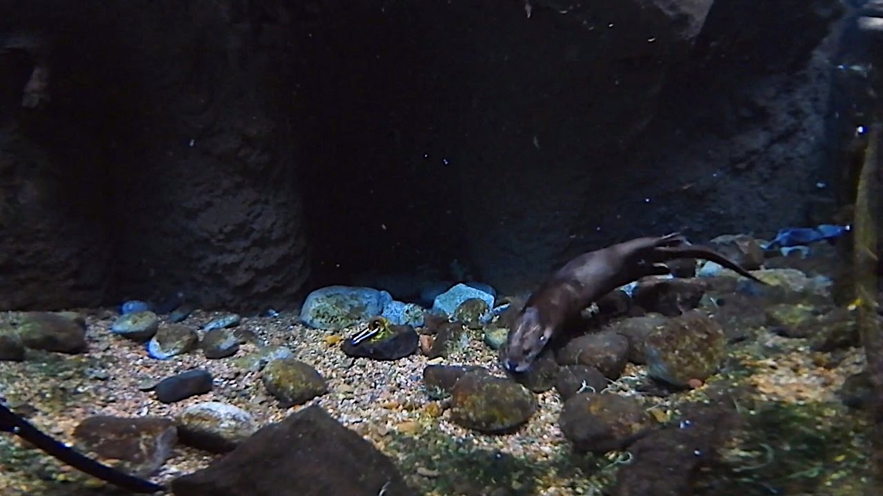 Ollie the River Otter - 360 Virtual Reality