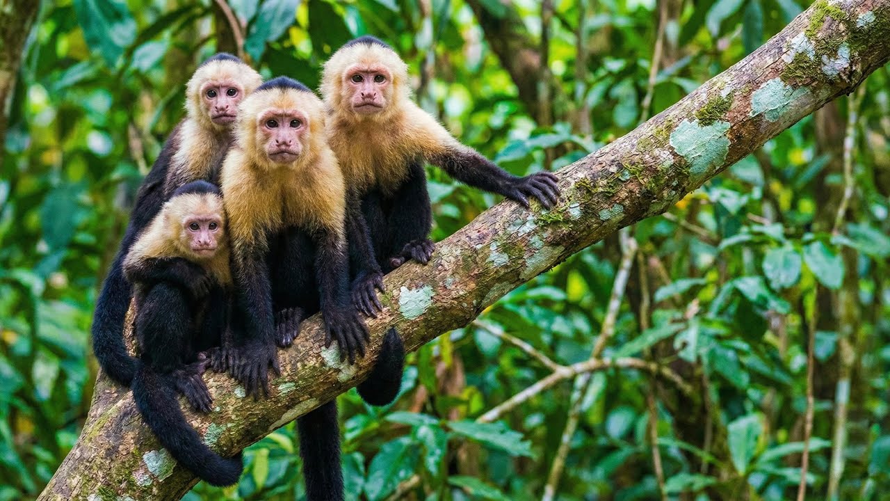 The Master of the Canopy: Wild Monkeys’ Hidden Genius in HDR 4K 50FPS