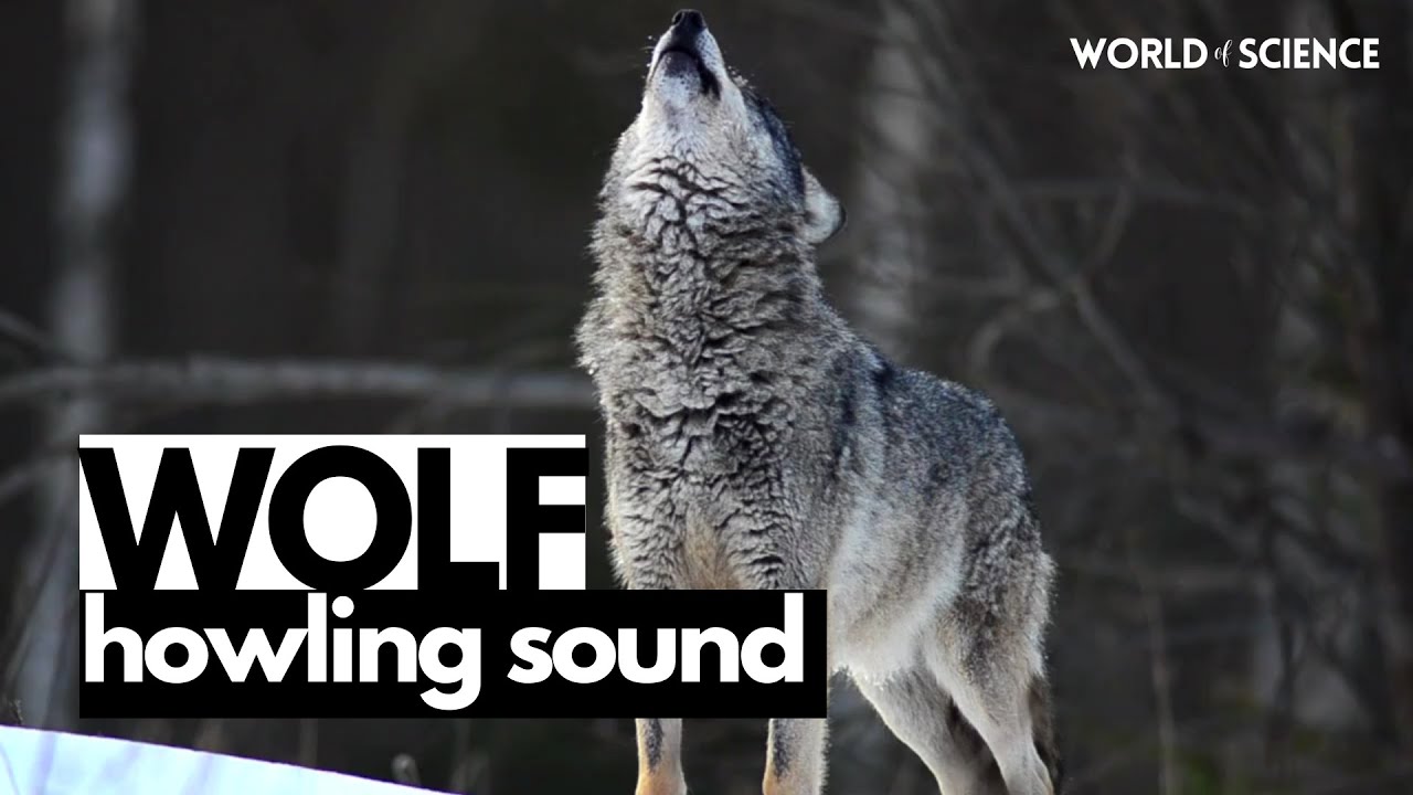 Unleashing the Power of the Wolf Howl: The Sound of the Wild | World of Science