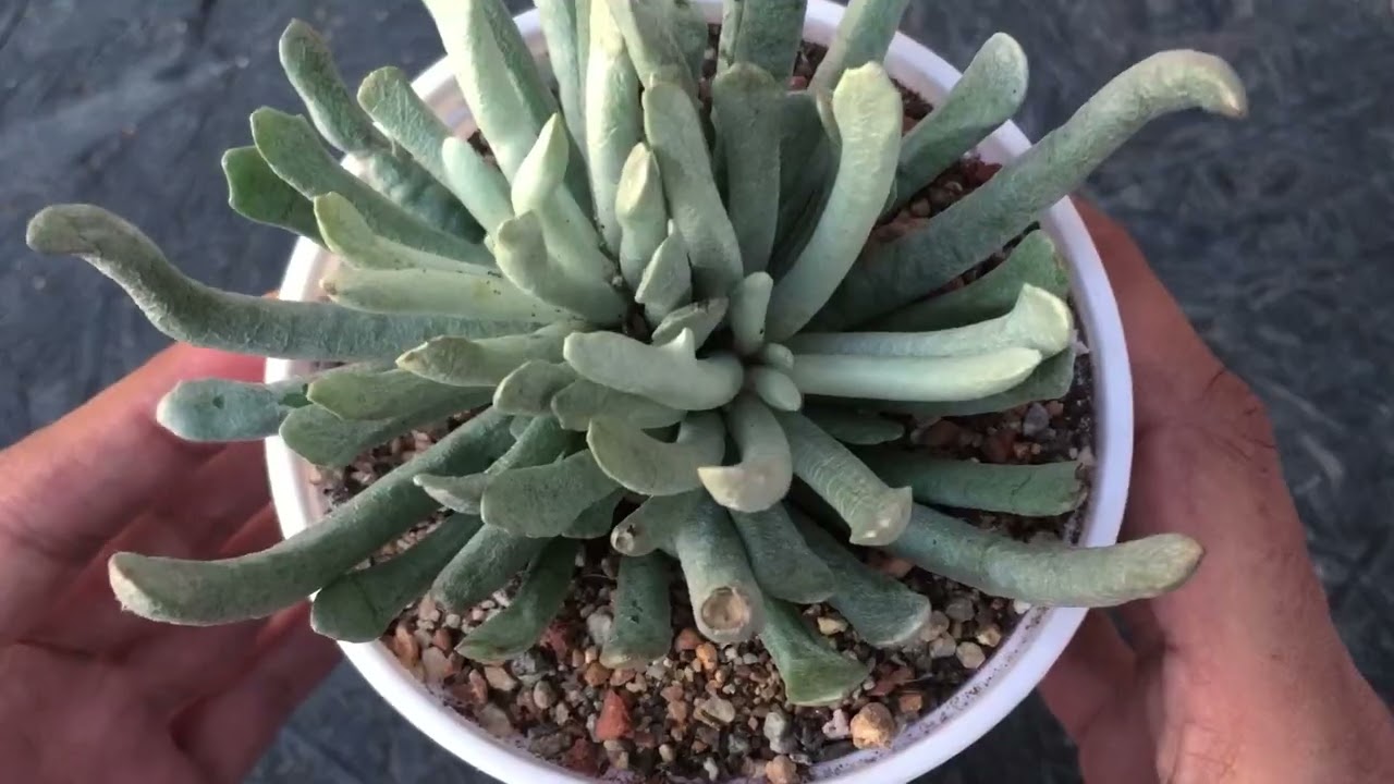 SENECIO SCAPOSUS - SILVER CORAL | SUCCULENT CARE TIPS
