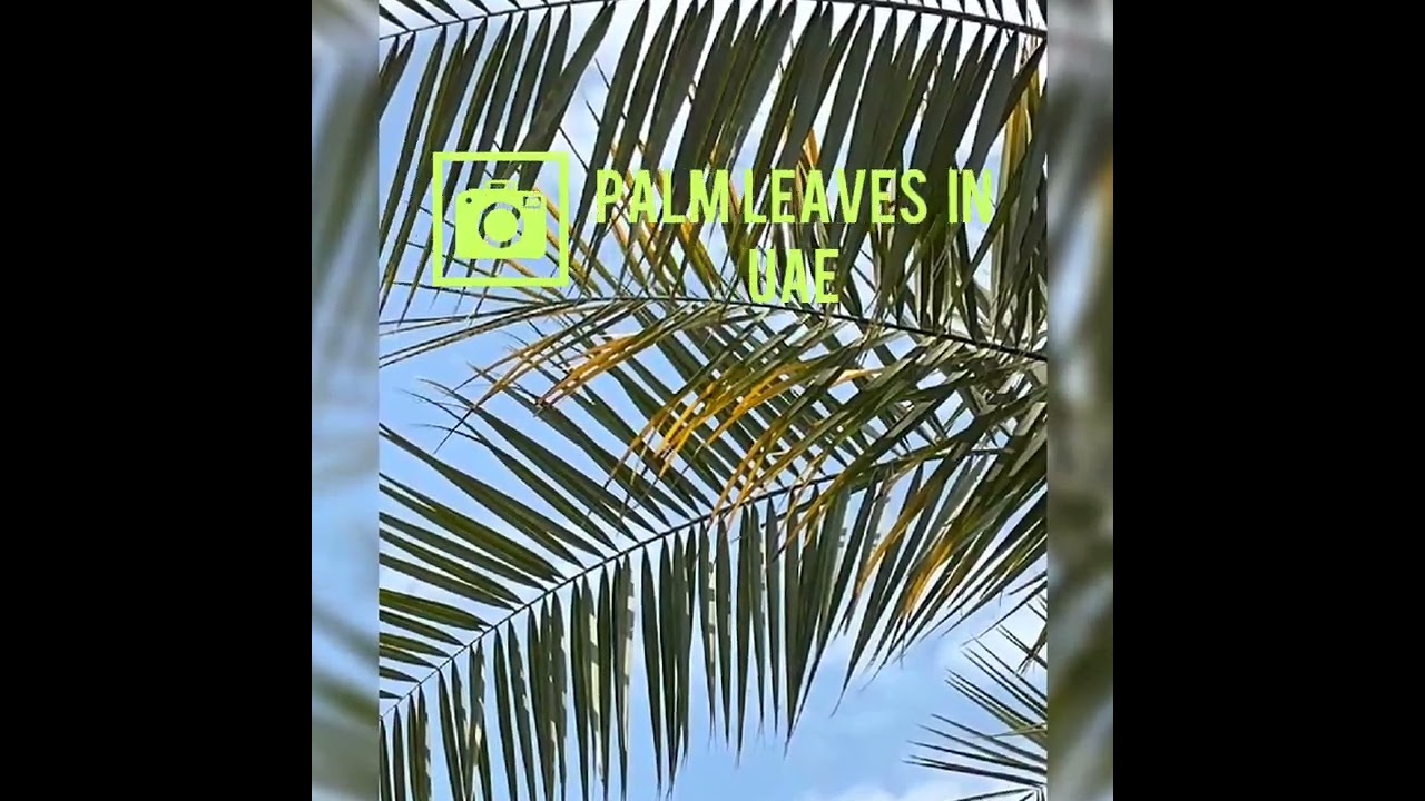 Natural Palm Leaf 🍃 | Dubai 0582662554