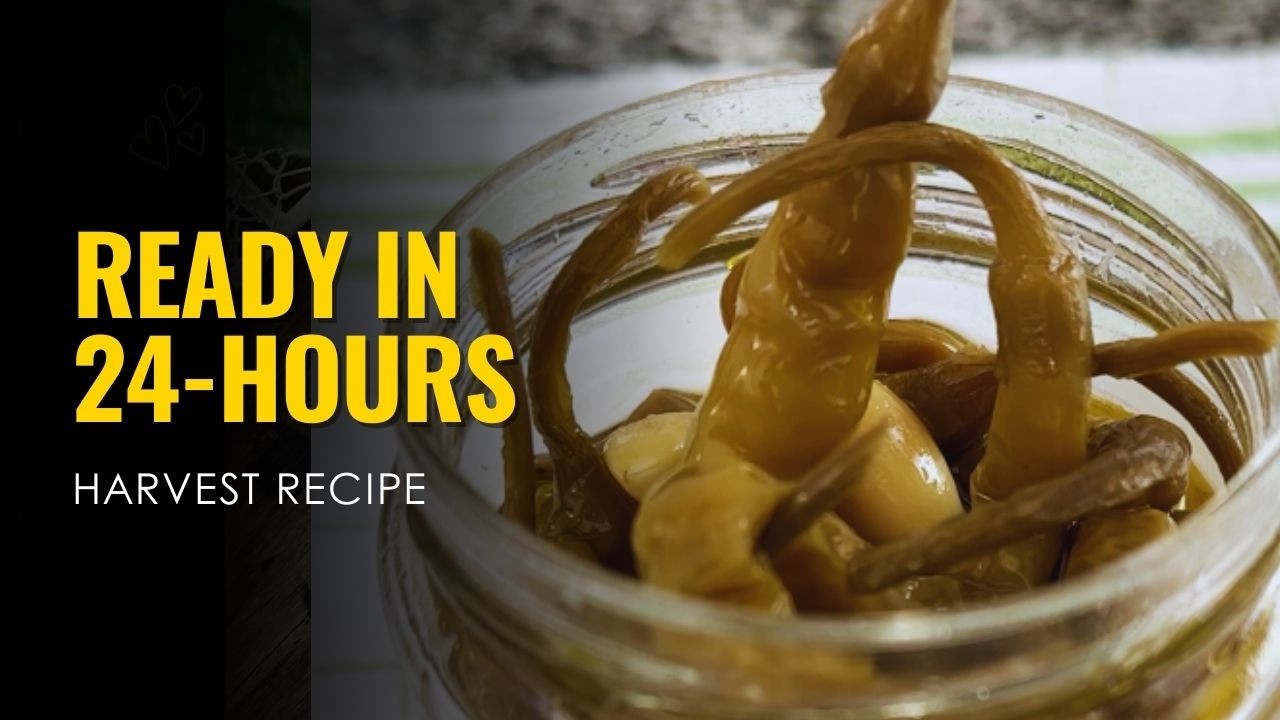 Pickled Peppers Ready in 24 Hours | Quick Pickles Recipe