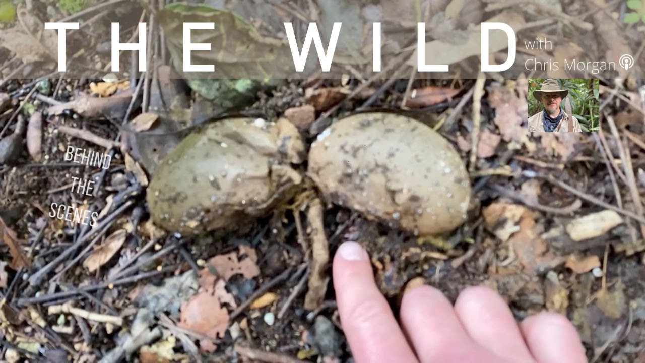 Horse balls in the jungle?