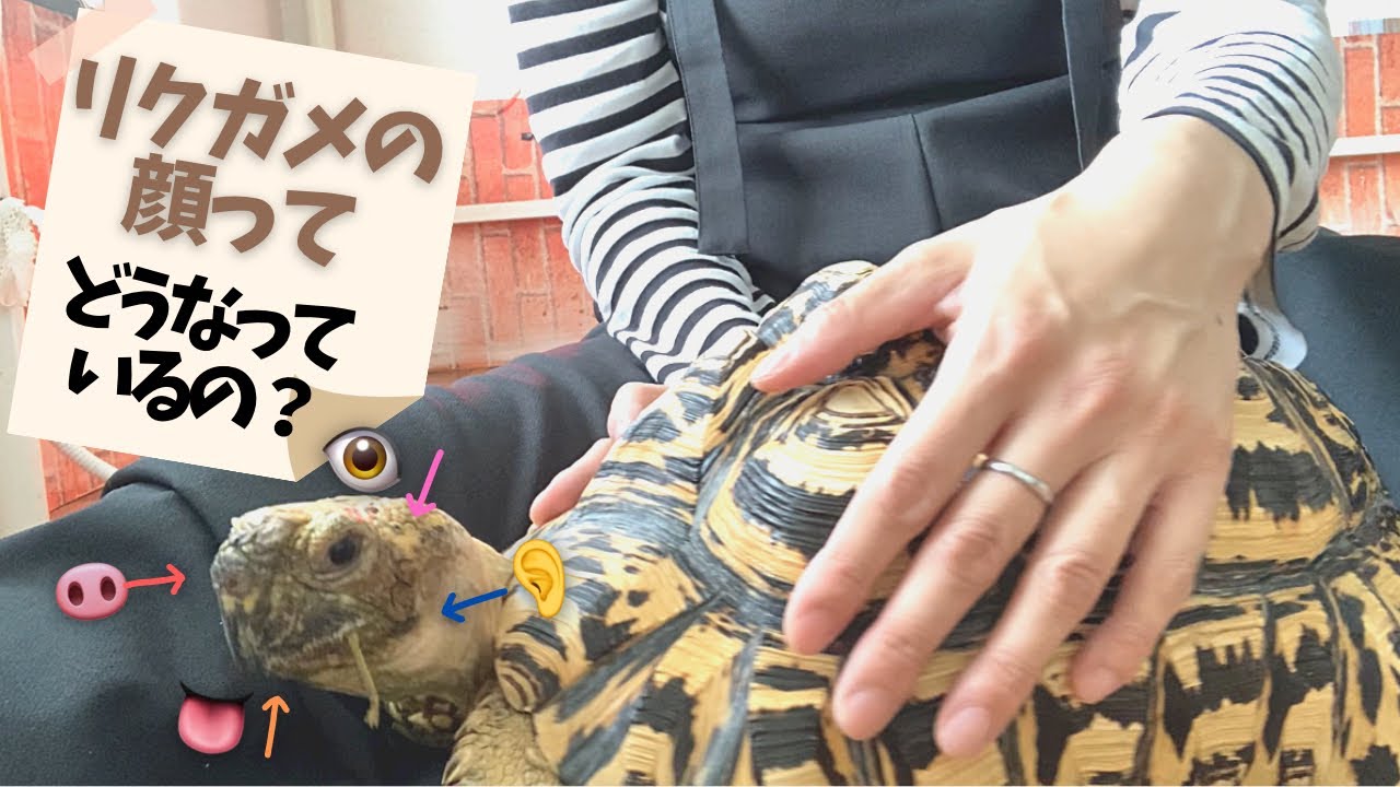 【リクガメ】健康チェックに大切なお顔の話しをします/ヒョウモンガメと暮らして20年以上が経ちました