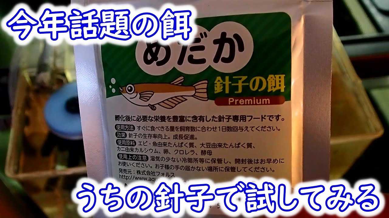 【めだか】マリアージュの針子が生まれたので話題の餌を試してみる　Ｂ型おやじ