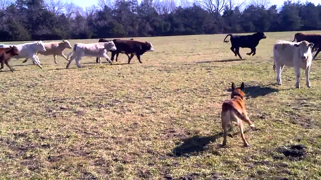 Atticus Learning to Herd