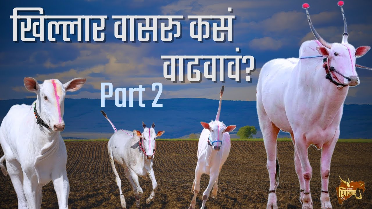 " सोपी पद्धत : खिल्लार वासरू कसं वाढवावं ? " Part 2 || भाग २ || महाराष्ट्राचं खिल्लार सोन ||