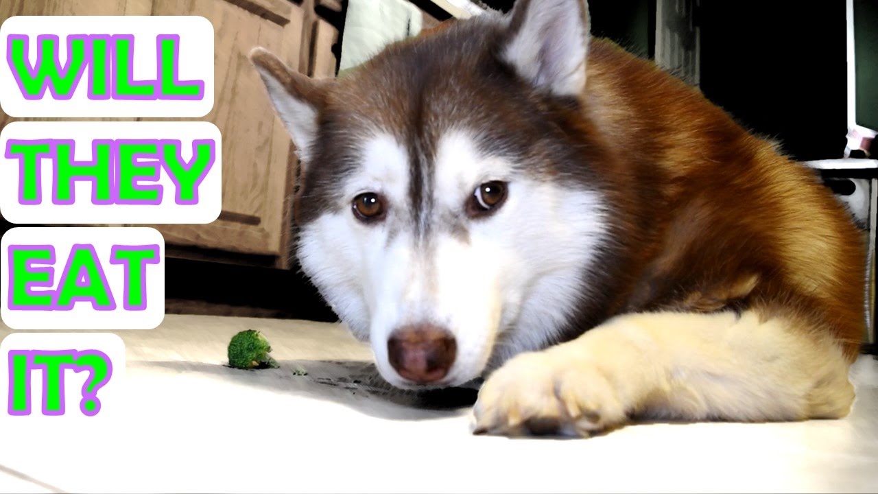 SIBERIAN HUSKY | Trying Fruits and Vegetables