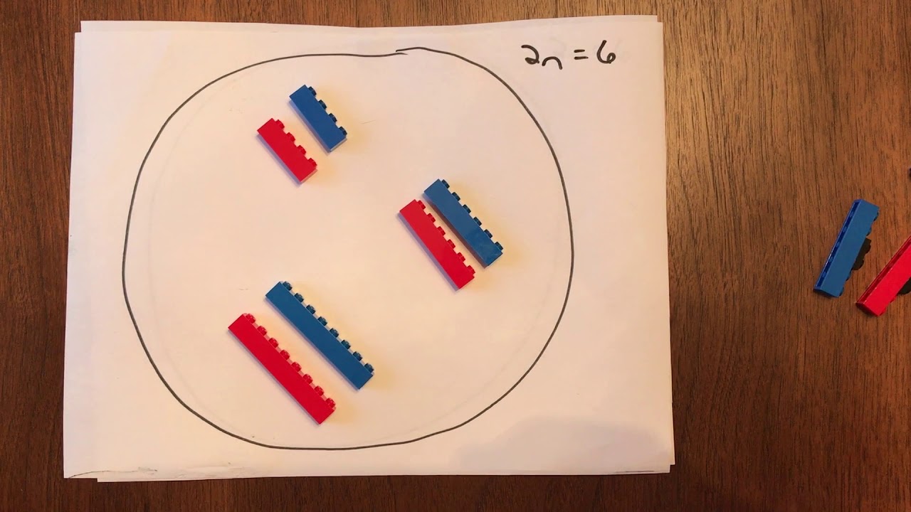 Review of Mitosis vs Meiosis