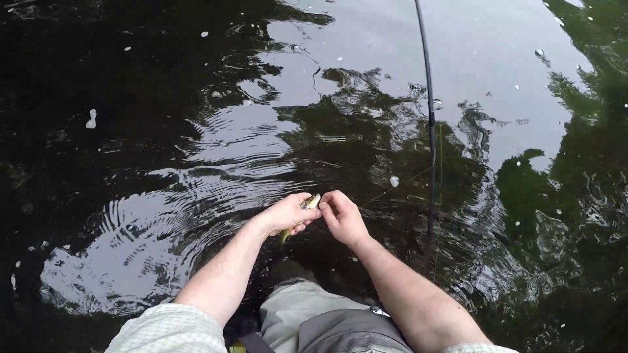 Wild Brown trout fishing. Wales river Cleddau.