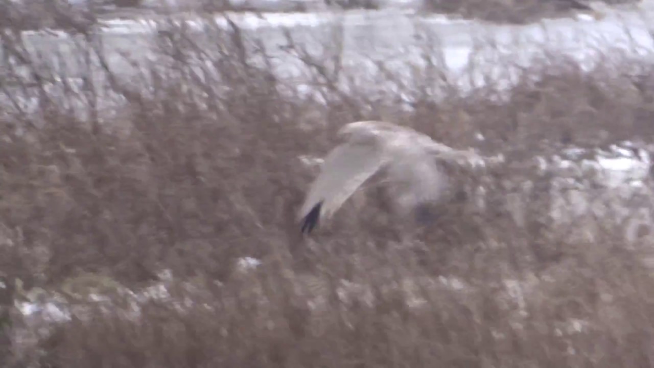 Stunning male Pallid Harrier / Steppekiekendief