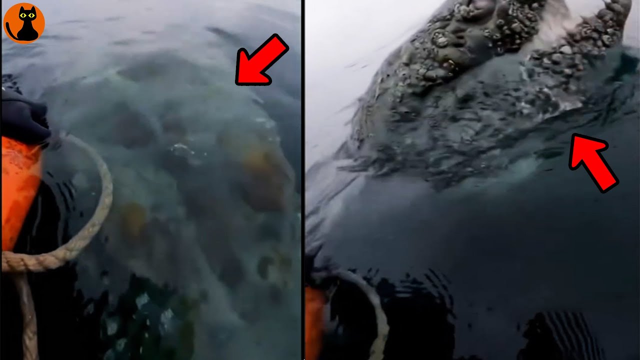 【超接近】湖面に現れた10m超えのウツボ型巨大生物...世界中で撮影された未確認生物UMA８選