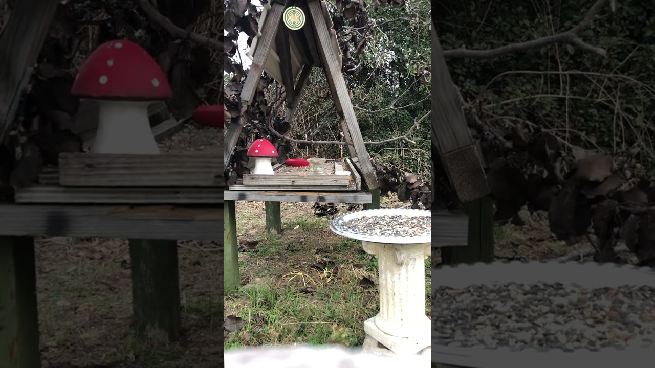 Cardinals and their bird community 