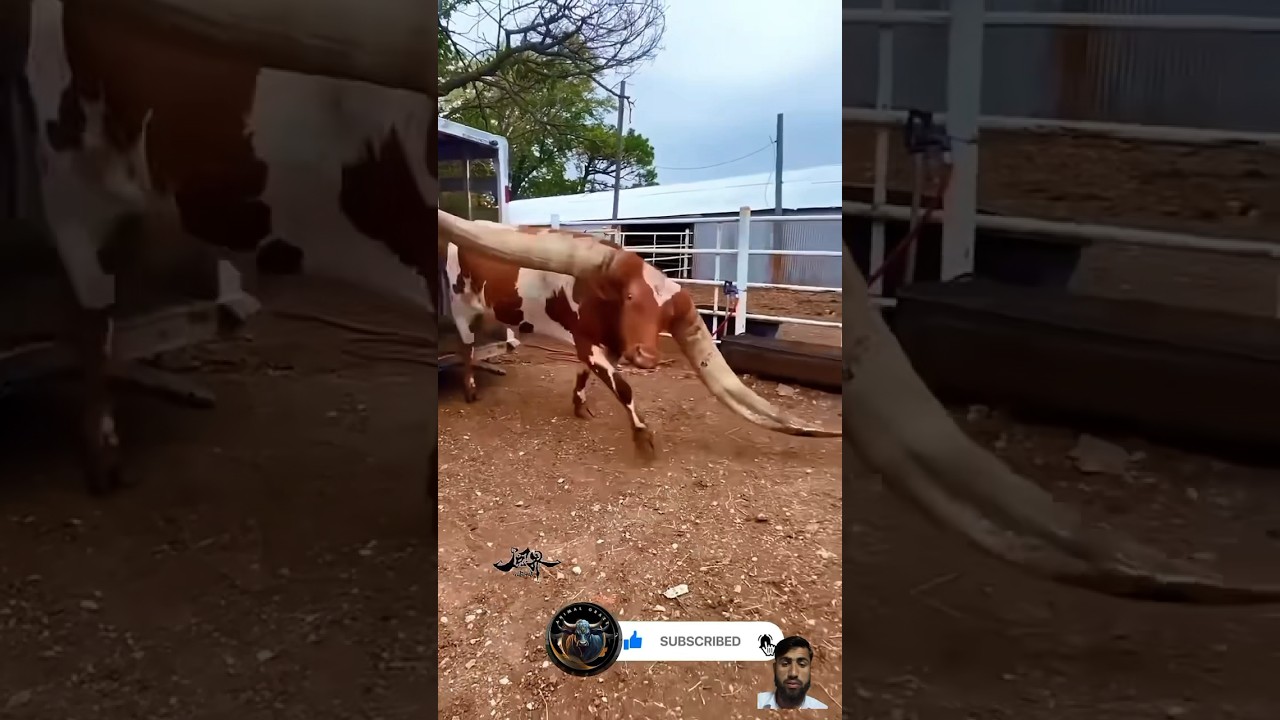 Unique beauty: A cow with exceptional long Horns