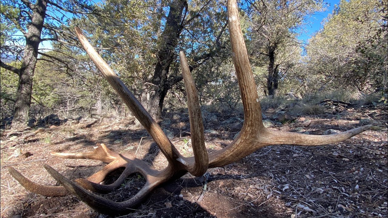 Arizona shed hunting  2023 (WMAT) 197 antler, 397 set