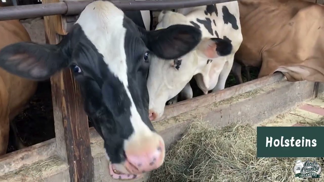 God’s Country Creamery Virtual Farm Tour