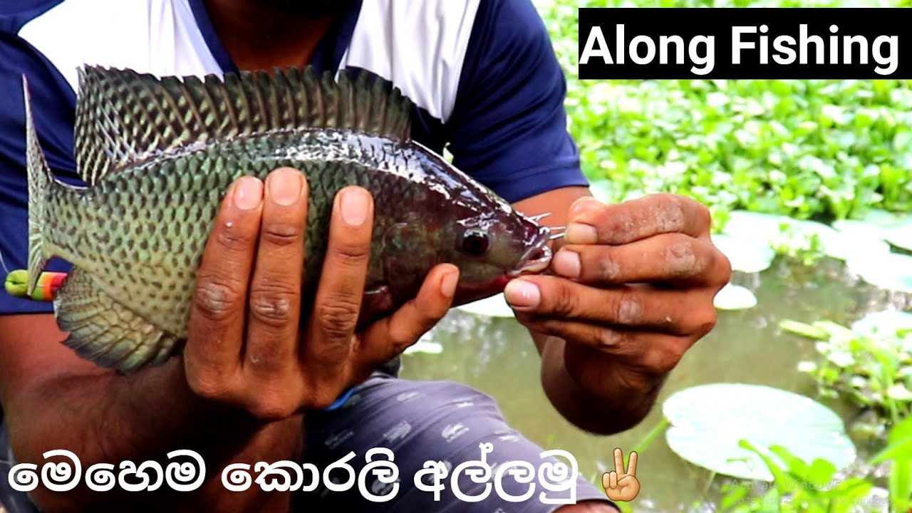 Big Tilapia Fish Catching | Hook Fishing | Tilapia Fish | Sri lanka Fishing | කොරලි අල්ලමු