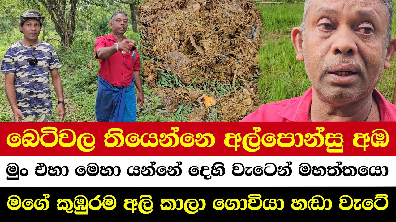 බෙටිවල තියෙන්නෙ අල්පොන්සු අඹ | මුං එහා මෙහා යන්නේ දෙහි වැටෙන් මහත්තයො