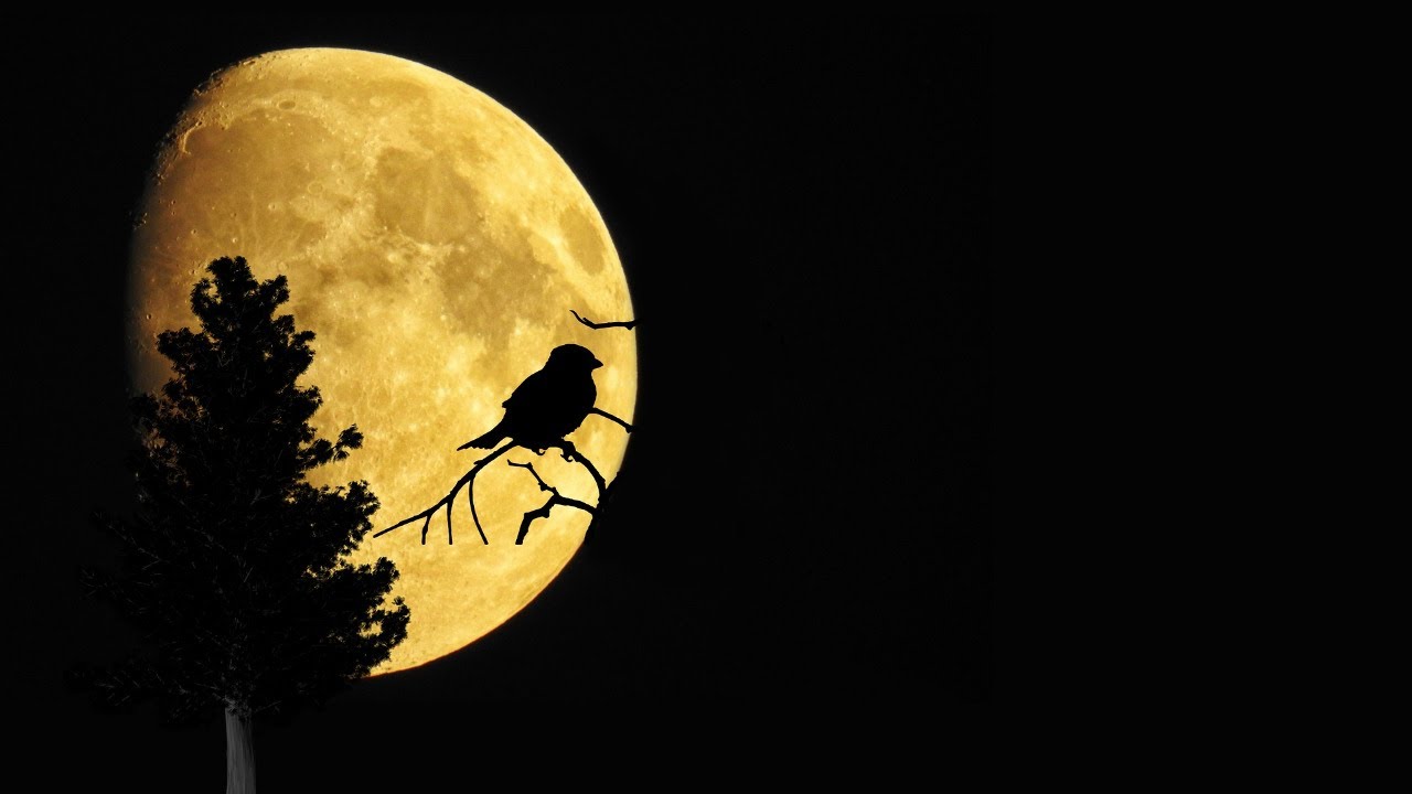 Robert Bridges - Nightingales (poetry reading with text)