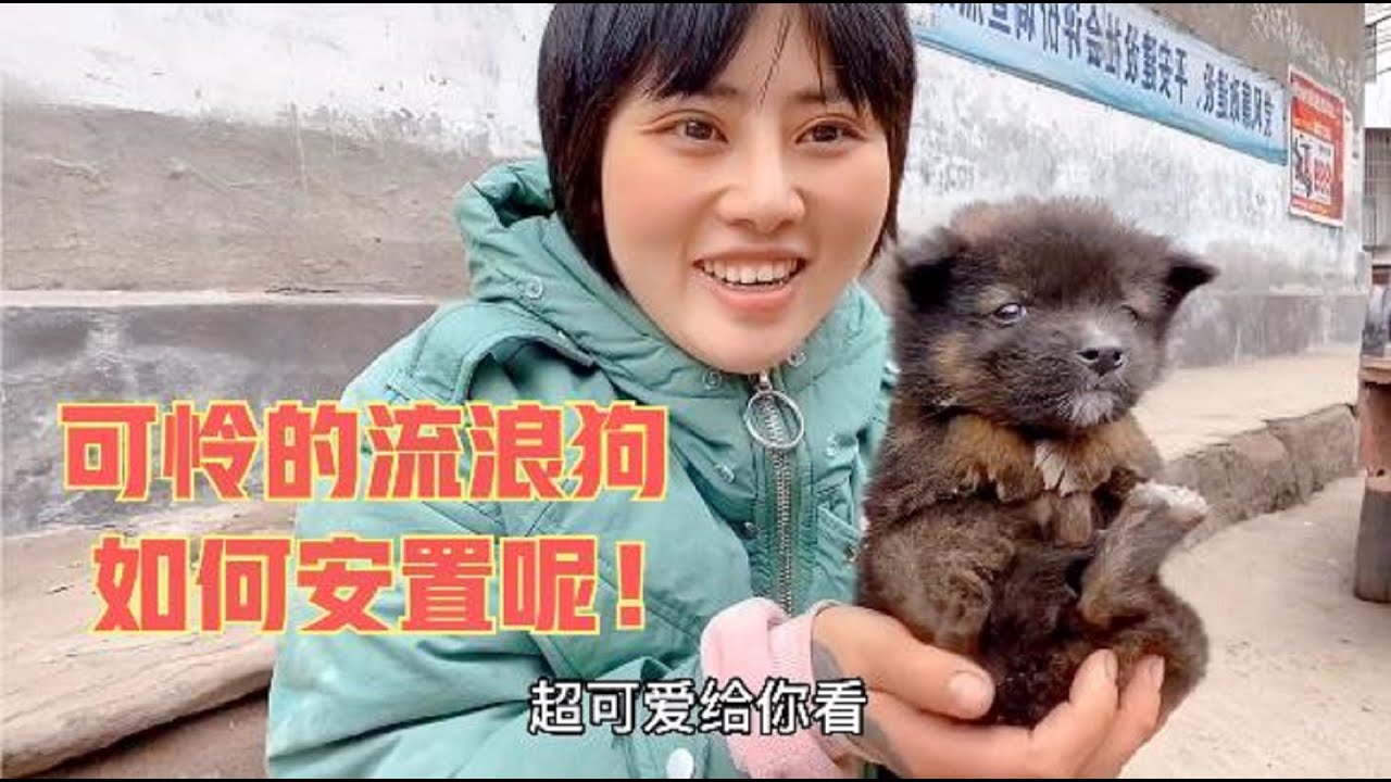 243集 .中国农村流浪狗泛滥，出门一趟捡了两只，看着也就一个多月好可怜