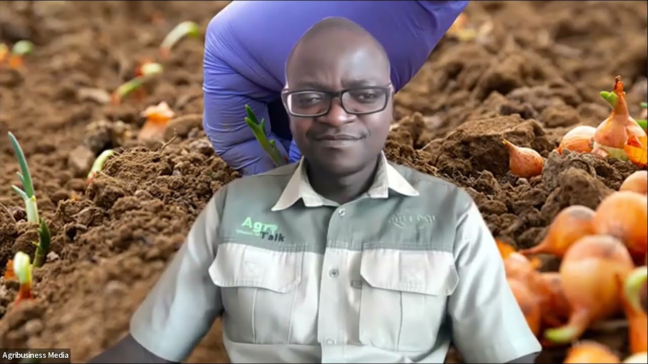 Onion Production: Common Questions Answered