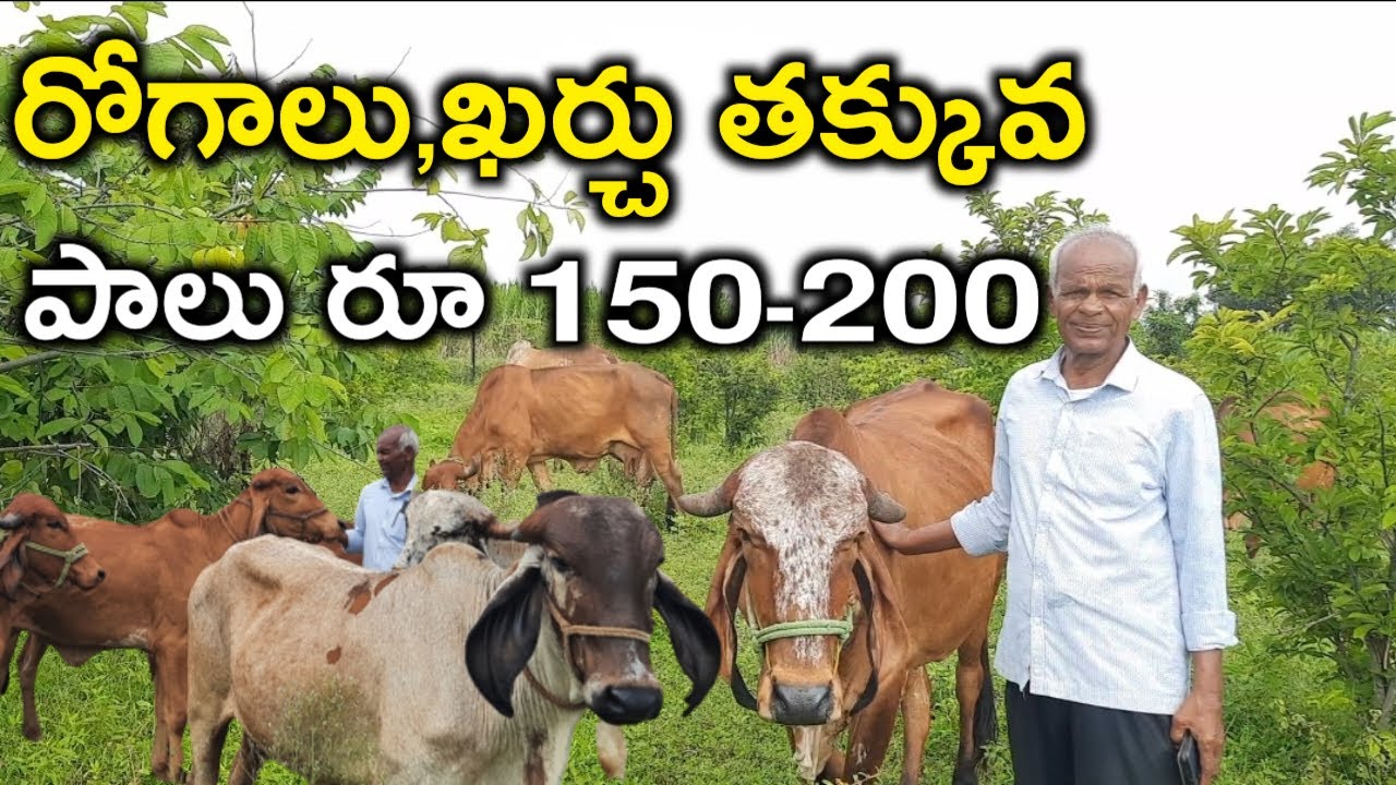 గిర్ ఆవుల వల్ల రైతులకు లాభం|gir cows dairy farm|mallesh adla