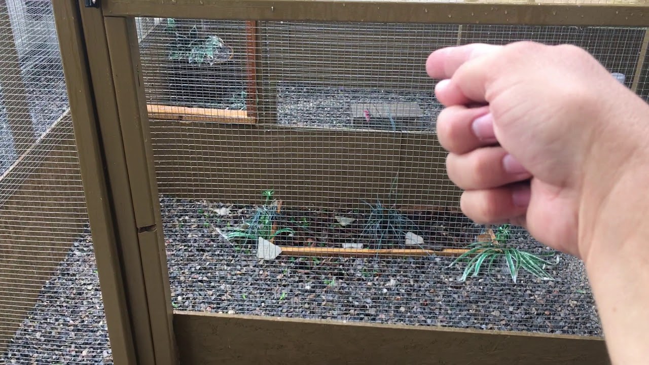 Button Quail Breeding (Big Storm)