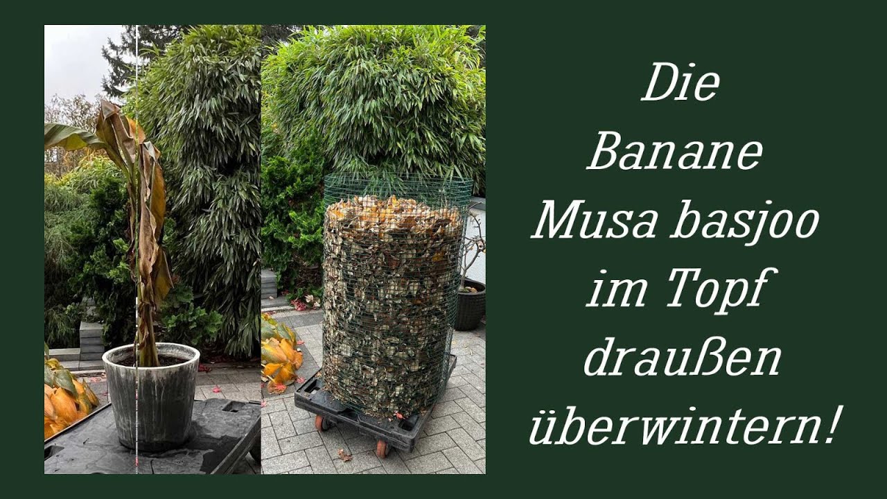 banane im Topf &uuml;berwintern