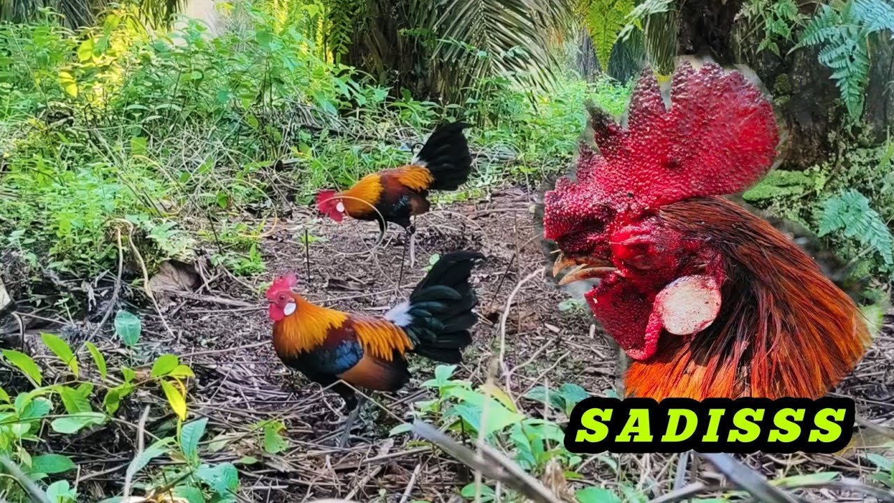Ayam hutan paling sadis dan brutal