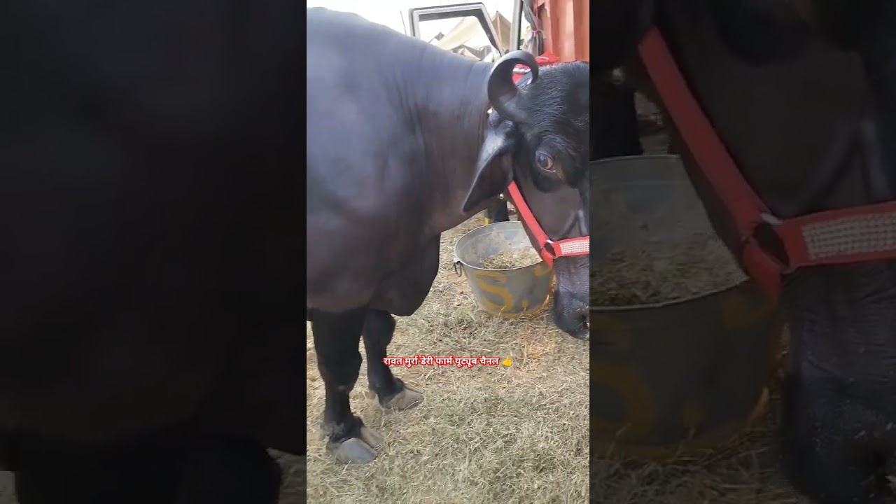 Top Quality Murrah Buffalo in Haryana || Murrah buffalo in haryana