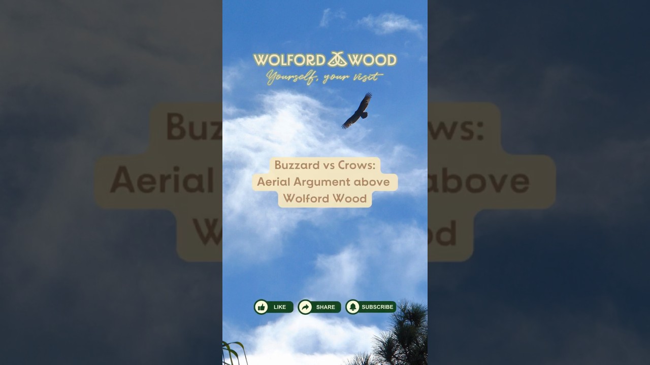 Buzzard v Crows Aerial Argument above Wolford Wood 