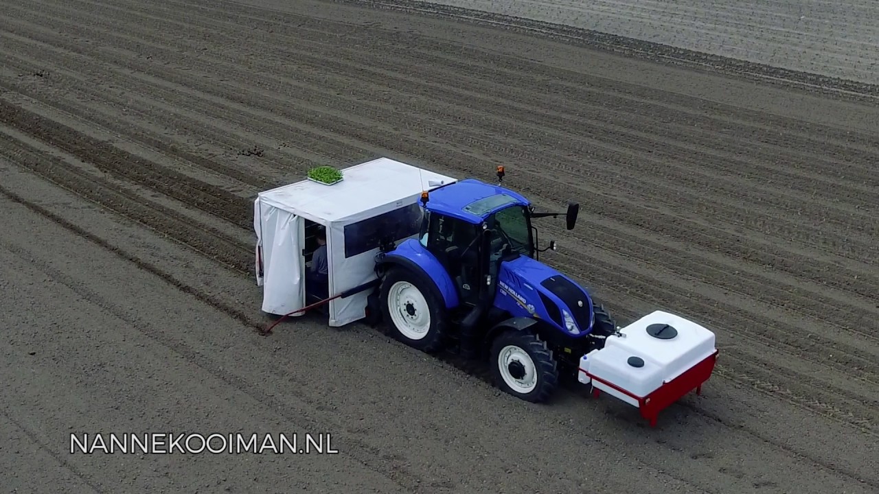 NKFMX transplanting Cauliflower with liquid fertilizer
