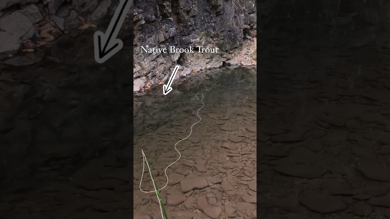 I found the Native Brook Trout HONEY HOLE! #troutfishing #trout #flyfishing #brooktrout #fishing