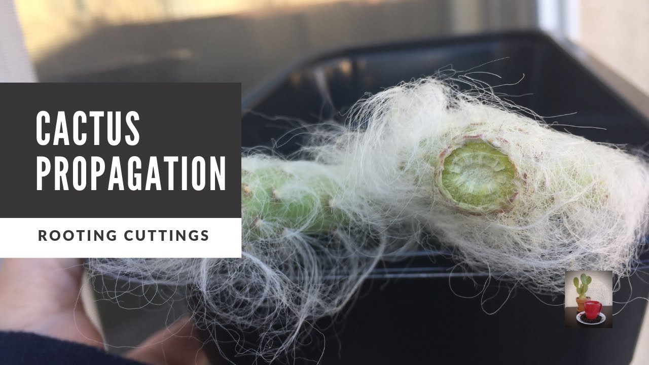 How to Propagate Cactus through Cuttings | Opuntia Snow
