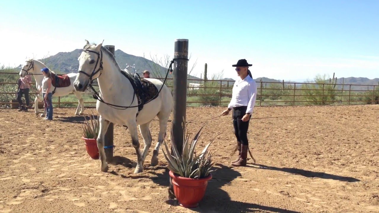 Dressage in the Pillars - Clinic Arizona February 2016