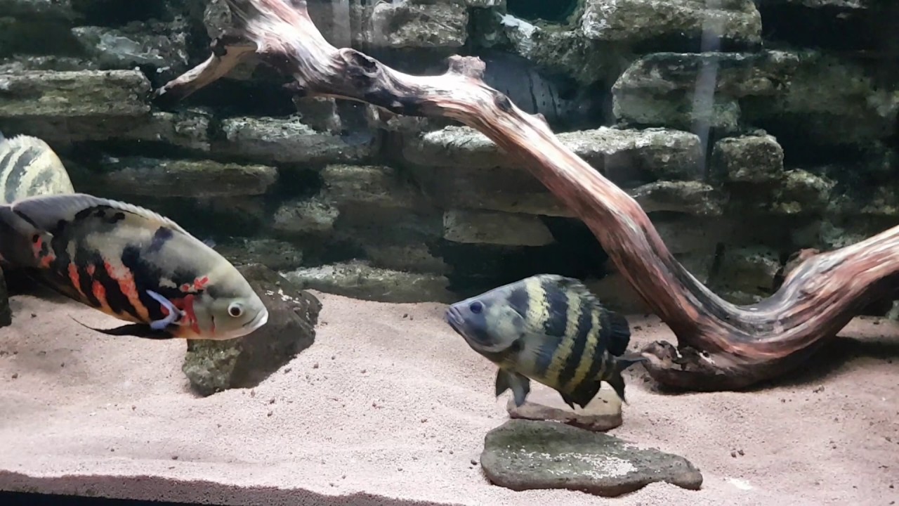 Datnioides Campbelli Fight 08.04.2017