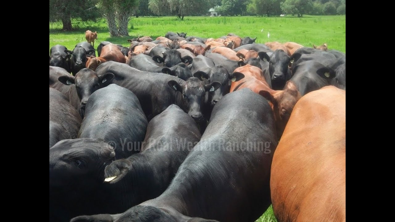 The Total Grazing Program vs ANY selective grazing