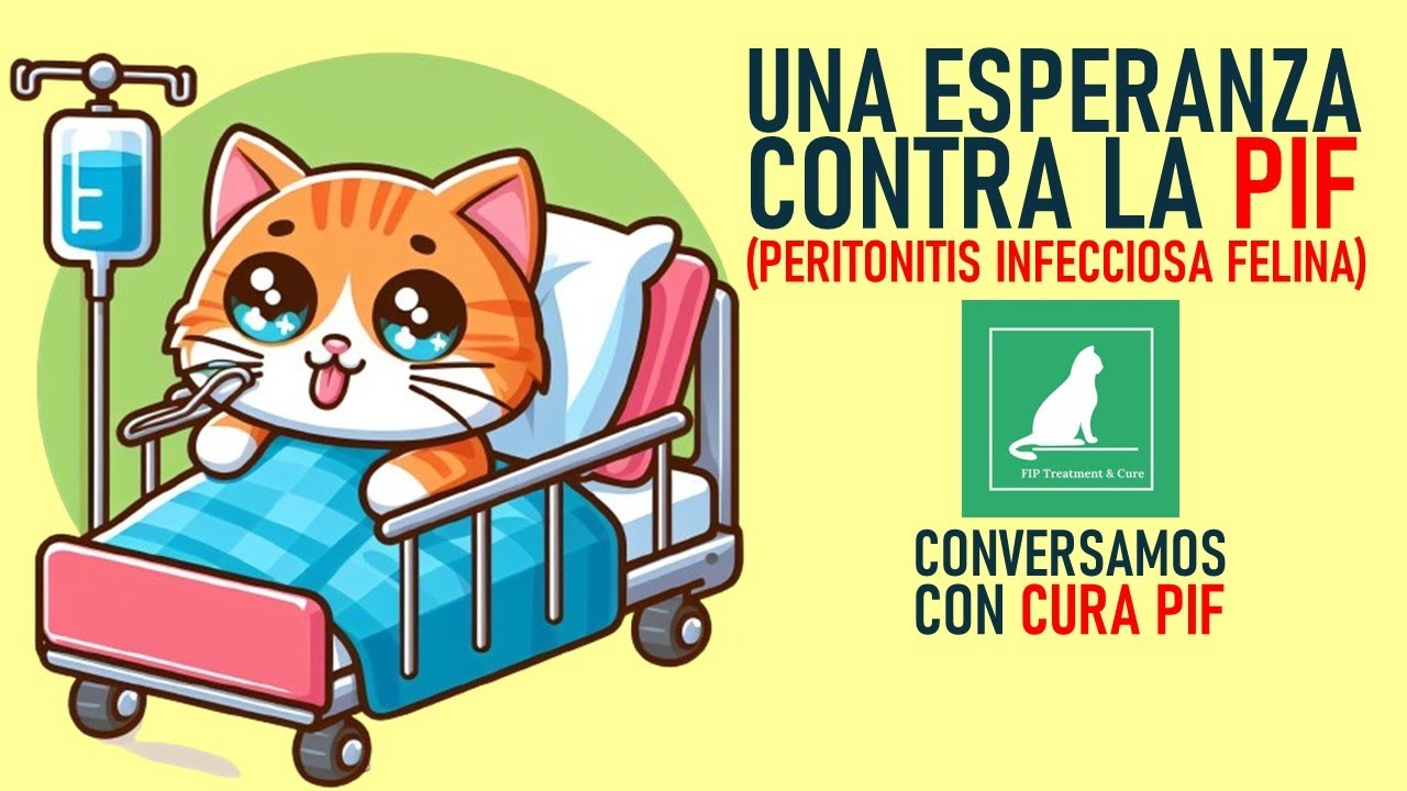 Una ESPERANZA contra la PERITONITIS INFECCIOSA FELINA (PIF) | Con CURA PIF @|curapif