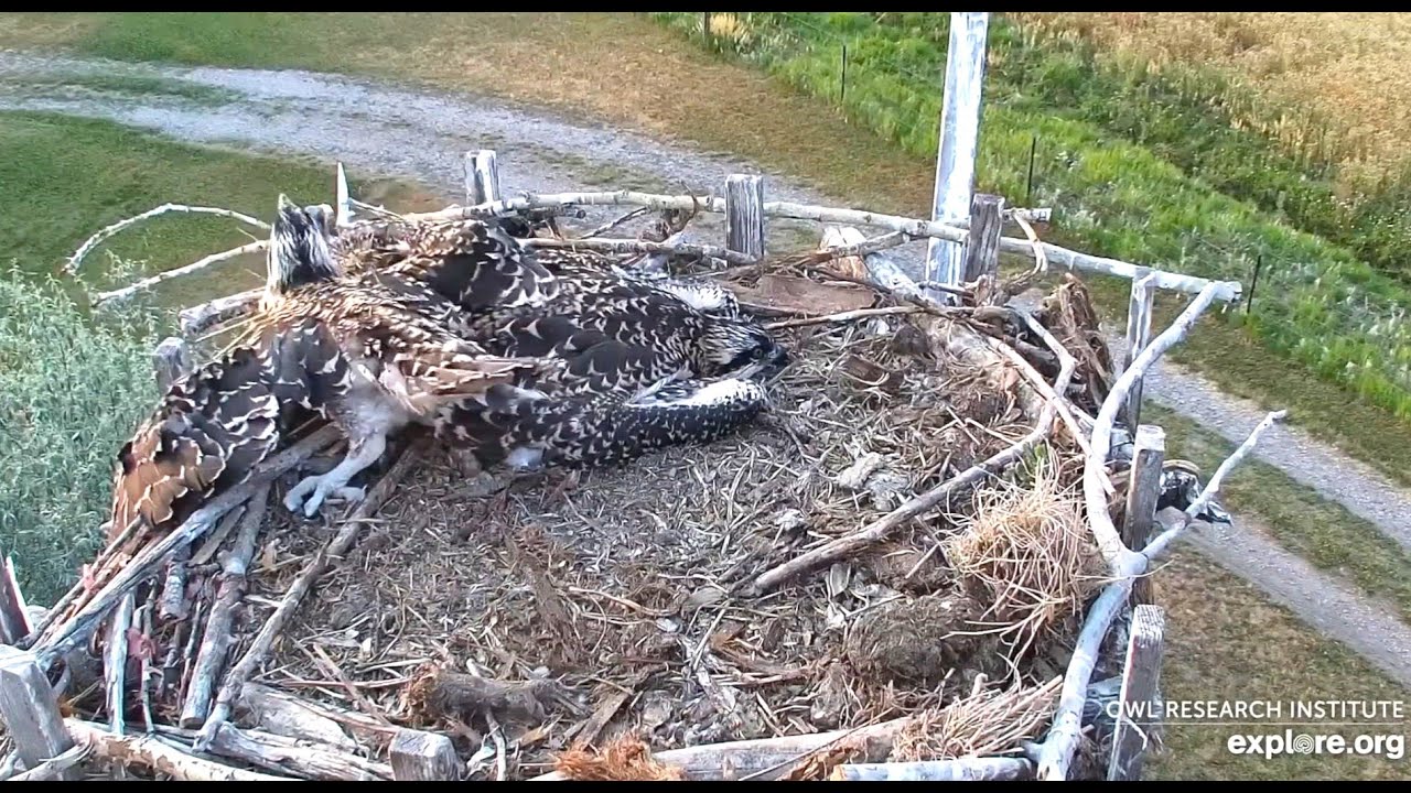 C17, second chick from Charlo, falls from the nest after appearing to have a seizure 2024 07 23 18