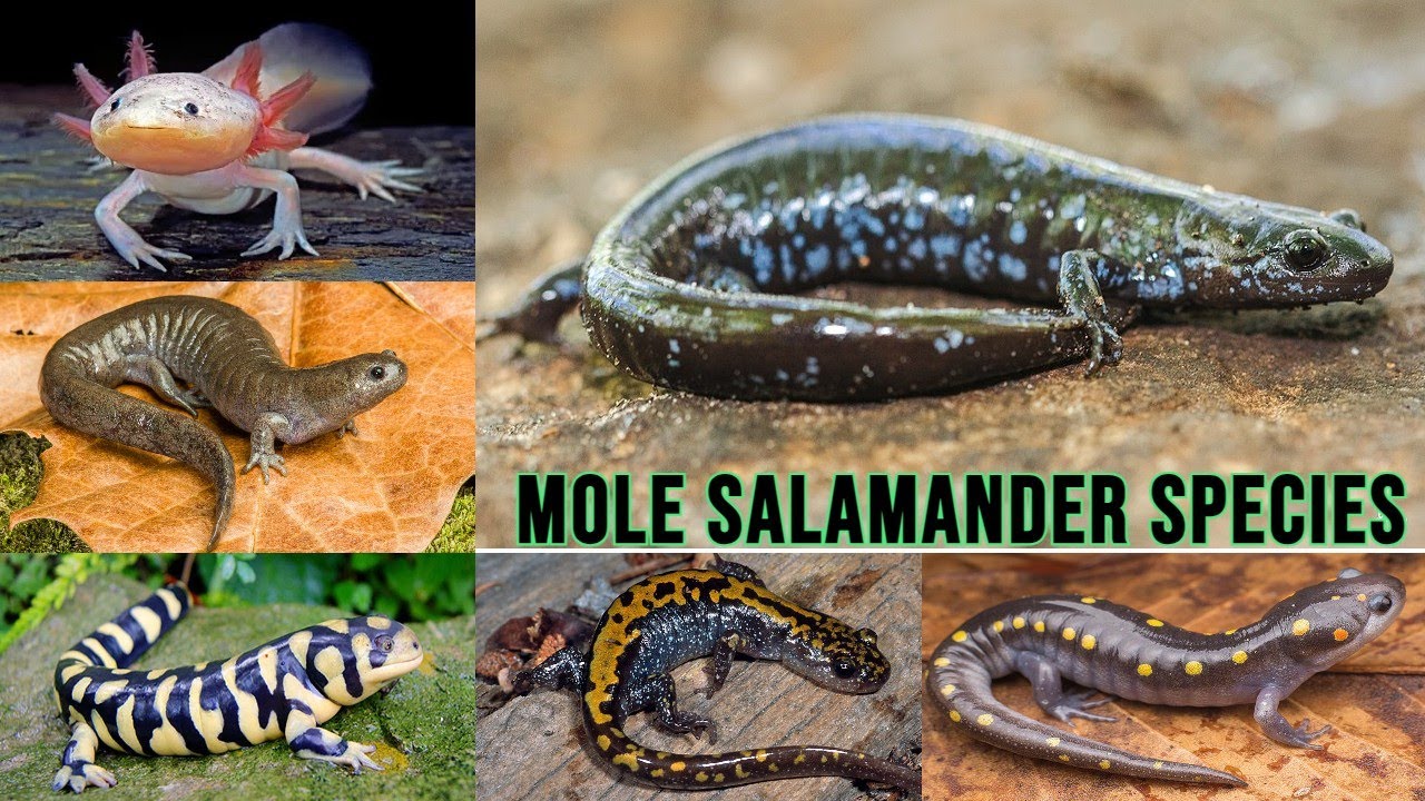 All Mole Salamander Species/complete list of mole salamander/ mole salamander